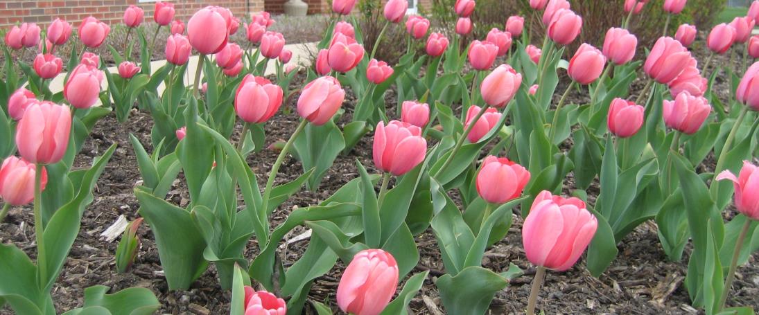 pink tulips - cropped