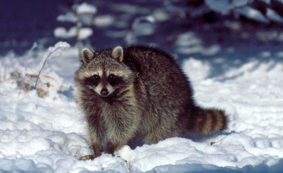 Raccoon-IDNR-EDITED